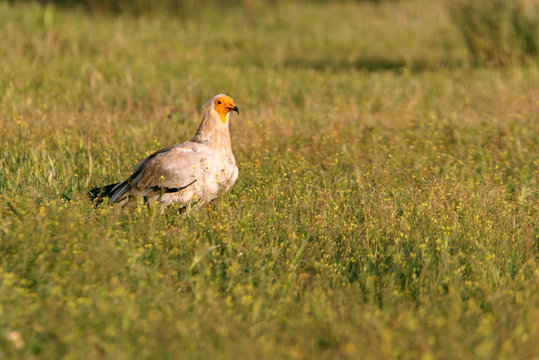 Egyptian vulture photographed with the first morning lights