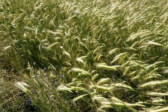 Background of cereal field, close up of cereal field. Tritikale cereal field in summer. Wheat and Rye field in Latvia