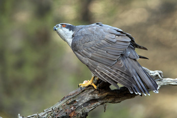 Adult male of Northern goshawk, hawk, goshawk, birds, falcons, Accipiter gentilis