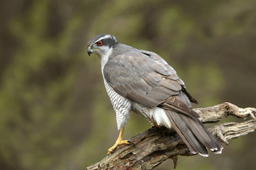 Adult male of Northern goshawk, hawk, goshawk, birds, falcons, Accipiter gentilis