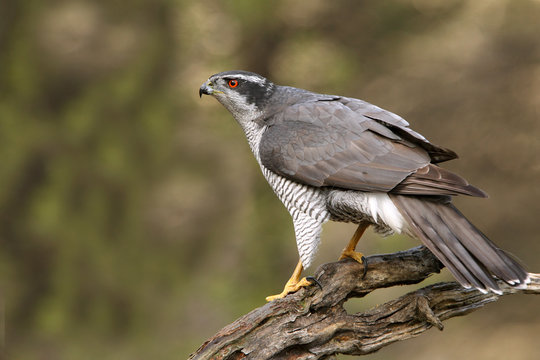 Adult male of Northern goshawk photographed with the last lights of the afternoon, Accipiter gentilis