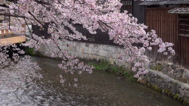 京都　春　桜　満開　祇園白川