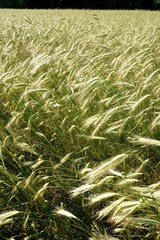 Background of cereal field, close up of cereal field. Tritikale cereal field in summer. Wheat and Rye field in Latvia