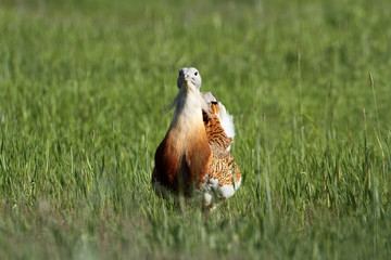 Male of Great bustard photographed at first light of day, bustard, birds, Otis tarda
