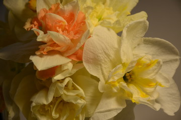Bouquet of daffodils of different varieties close-up on a dark background