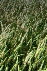 Background of cereal field, close up of cereal field. Tritikale cereal field in summer. Wheat and Rye field in Latvia