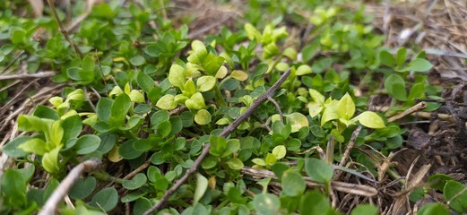 branches in grass leaves, close-up