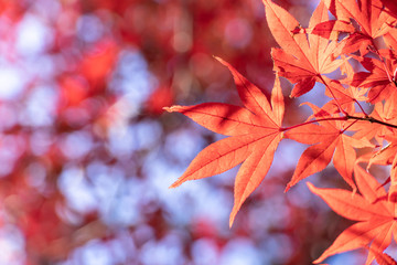 紅葉の葉、真っ青な空を背景に真っ赤に染まったモミジ