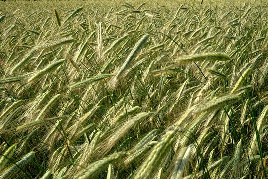 Background of cereal field, close up of cereal field. Tritikale cereal field in summer. Wheat and Rye field in Latvia