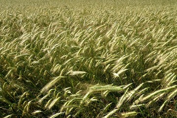 Background of cereal field, close up of cereal field. Tritikale cereal field in summer. Wheat and Rye field in Latvia