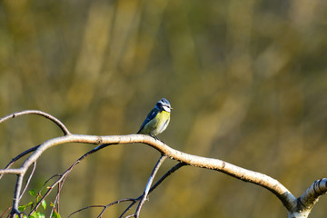 Mésange bleue