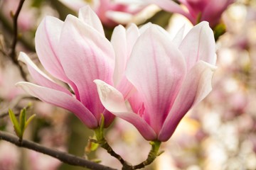 Fototapeta na wymiar Two white-pink tender magnolia flowers close-up on a tree on a blurred background