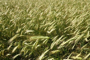 Background of cereal field, close up of cereal field. Tritikale cereal field in summer. Wheat and Rye field in Latvia