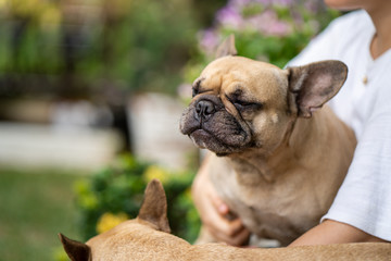 Cute french bulldog sitting on woman's lap outdoor.