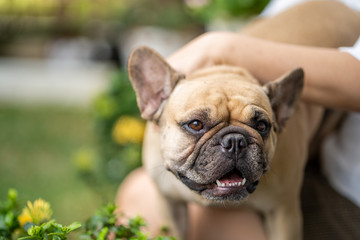 French bulldog sitting on woman's lap outdoor.