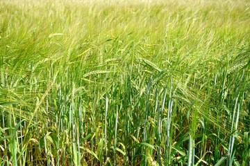 Background of cereal field, close up of cereal field. Tritikale cereal field in summer. Wheat and Rye field in Latvia