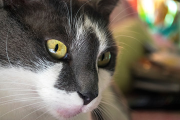 Sguardo felino