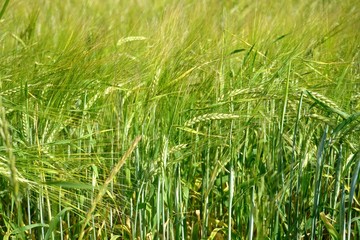 Background of cereal field, close up of cereal field. Tritikale cereal field in summer. Wheat and Rye field in Latvia
