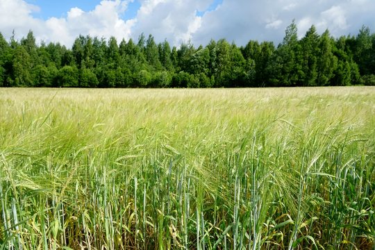 Background of cereal field, close up of cereal field. Tritikale cereal field in summer. Wheat and Rye field in Latvia