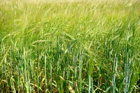 Background of cereal field, close up of cereal field. Tritikale cereal field in summer. Wheat and Rye field in Latvia