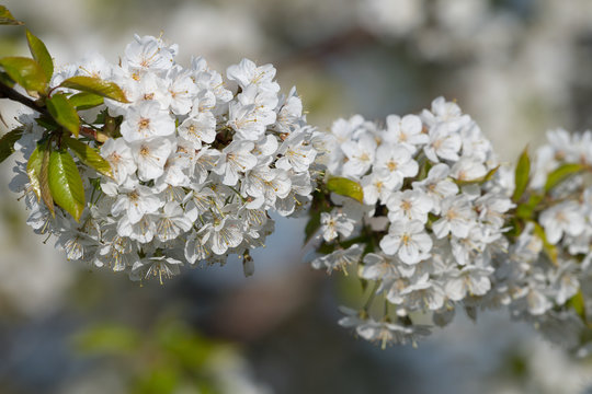 Wildkirsche in voller Bl&uuml;te