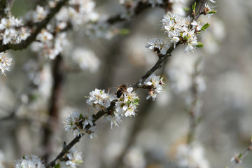 Wildkirsche in voller Blüte