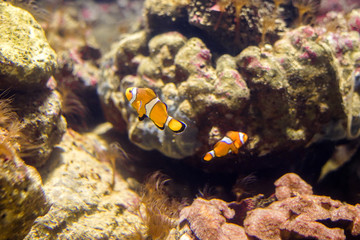 Close up sea anemone clown fish in the tropical sea with pollution problem and global warming make home coral bleaching