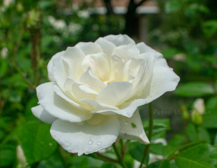 white rose in garden