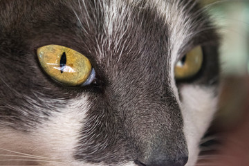 Occchi di gatto