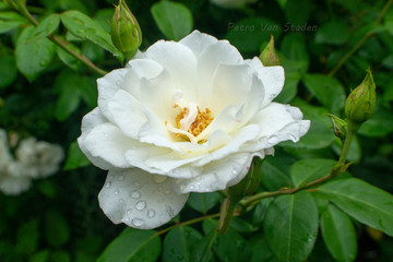white rose flower