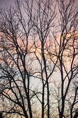 silhouette of a tree