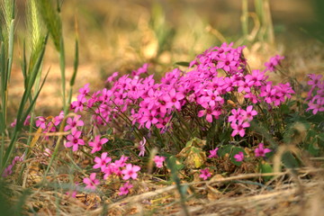 Forest flora. A bush with many tiny pink flowers in the forest