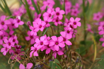 Pink forest flowers in early spring