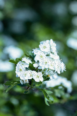 White Flower
