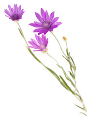 Obraz premium Purple pink flower bouquet of annual everlasting or immortelle