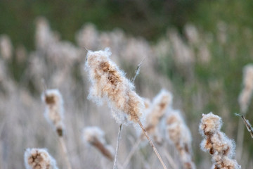 Golden dry fluffy reeds of Bulrush against a nature background, dried cattail, reed mace with sky background