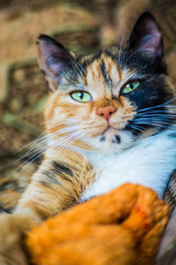 Tricolor domestic cat with green eyes at home.