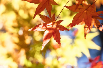 紅葉の葉、黄色く色づいたモミジを背景に真っ赤に染まる