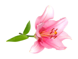 Pink lily flower isolated on white