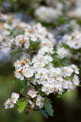 White Flower