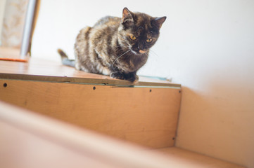 Domestic cat sits at home on the stairs.