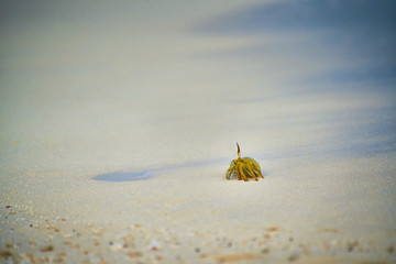 Fototapeta na wymiar Ghost crab in Maldives