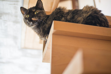 Domestic cat sits at home on the stairs.