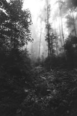Fototapeta premium Black and white landscape forest. Fog in the woods. Dark and mysterious landscape 