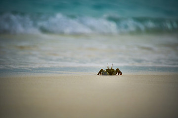 Ghost crab in Maldives
