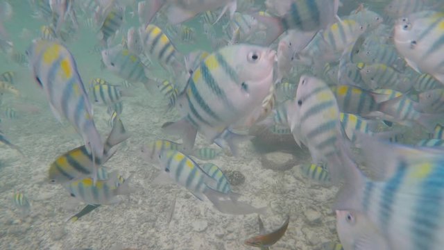 Olango reef, Philippines, best snorkeling. Underwater. Fish.
