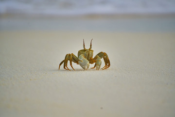 Ghost crab in Maldives