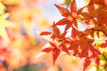 紅葉の葉、白い光を背景に赤く色づく