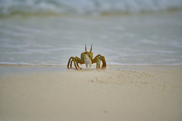 Ghost crab in Maldives