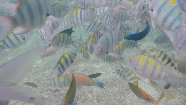 Olango reef, Philippines, best snorkeling. Underwater. Fish.